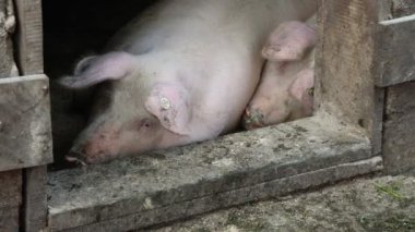 Çiftlikteki bir domuzcuğun hayatı.