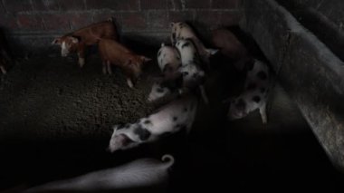 Çiftlikteki bir domuzcuğun hayatı.