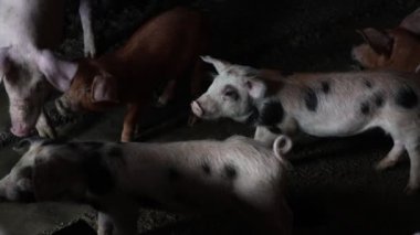 Çiftlikteki bir domuzcuğun hayatı.