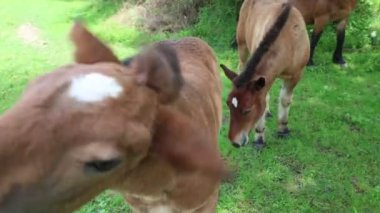 Hırvatistan 'da beleş otlak atları dolaşıyor
