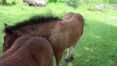 Hırvatistan 'da beleş otlak atları dolaşıyor