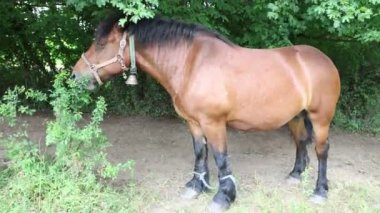 Hırvatistan 'da beleş otlak atları dolaşıyor