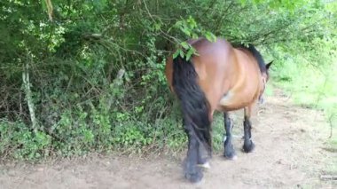 Hırvatistan 'da beleş otlak atları dolaşıyor