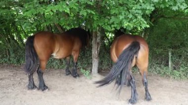 Hırvatistan 'da beleş otlak atları dolaşıyor