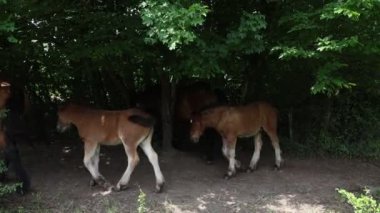 Hırvatistan 'da beleş otlak atları dolaşıyor