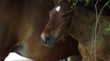 Hırvatistan 'da beleş otlak atları dolaşıyor