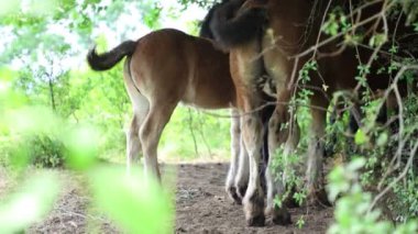 Hırvatistan 'da beleş otlak atları dolaşıyor