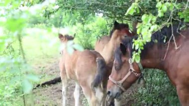 Hırvatistan 'da beleş otlak atları dolaşıyor