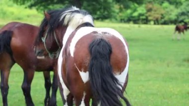 Hırvatistan 'da beleş otlak atları dolaşıyor