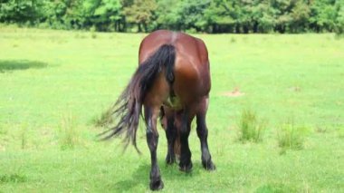 Hırvatistan 'da beleş otlak atları dolaşıyor