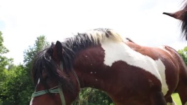 Hırvatistan 'da beleş otlak atları dolaşıyor