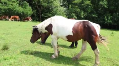 Hırvatistan 'da beleş otlak atları dolaşıyor
