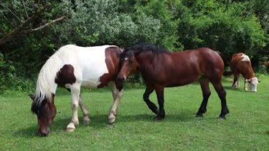 Hırvatistan 'da beleş otlak atları dolaşıyor