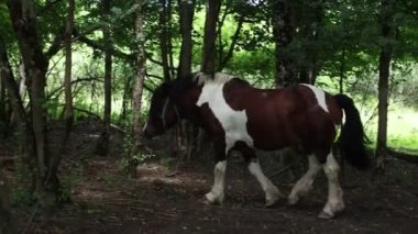 Hırvatistan 'da beleş otlak atları dolaşıyor