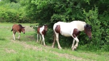 Hırvatistan 'da beleş otlak atları dolaşıyor