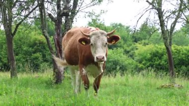 Bulutlu bir yaz gününde taze yeşil bir tarlada otlayan inek sürüsü.
