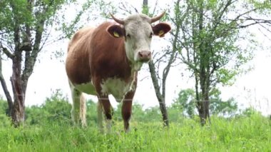 Bulutlu bir yaz gününde taze yeşil bir tarlada otlayan inek sürüsü.
