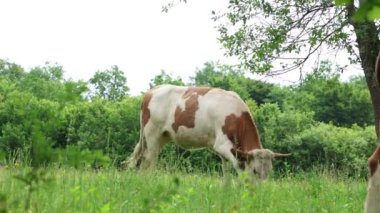 Bulutlu bir yaz gününde taze yeşil bir tarlada otlayan inek sürüsü.