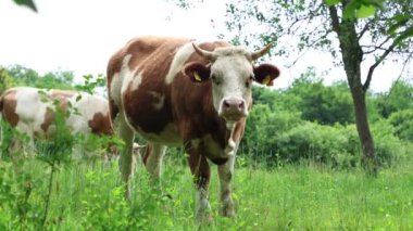 Bulutlu bir yaz gününde taze yeşil bir tarlada otlayan inek sürüsü.