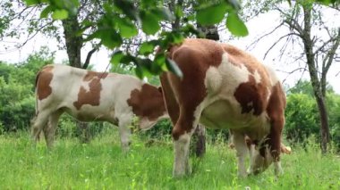 Bulutlu bir yaz gününde taze yeşil bir tarlada otlayan inek sürüsü.