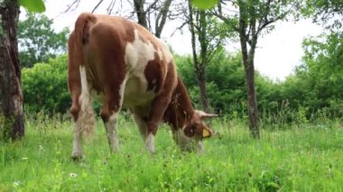 Bulutlu bir yaz gününde taze yeşil bir tarlada otlayan inek sürüsü.