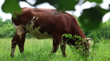 Bulutlu bir yaz gününde taze yeşil bir tarlada otlayan inek sürüsü.