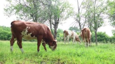 Bulutlu bir yaz gününde taze yeşil bir tarlada otlayan inek sürüsü.