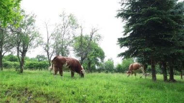 Bulutlu bir yaz gününde taze yeşil bir tarlada otlayan inek sürüsü.