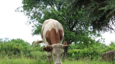 Bulutlu bir yaz gününde taze yeşil bir tarlada otlayan inek sürüsü.