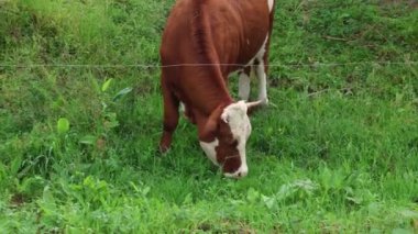 Bulutlu bir yaz gününde taze yeşil bir tarlada otlayan inek sürüsü.