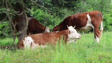Bulutlu bir yaz gününde taze yeşil bir tarlada otlayan inek sürüsü.