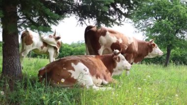 Bulutlu bir yaz gününde taze yeşil bir tarlada otlayan inek sürüsü.