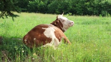 Bulutlu bir yaz gününde taze yeşil bir tarlada otlayan inek sürüsü.
