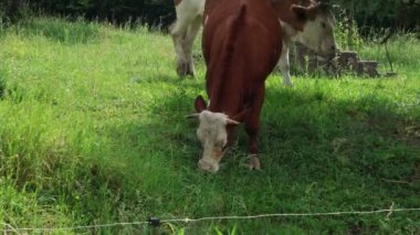 Bulutlu bir yaz gününde taze yeşil bir tarlada otlayan inek sürüsü.