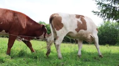 Bulutlu bir yaz gününde taze yeşil bir tarlada otlayan inek sürüsü.