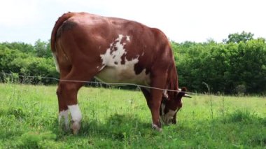 Bulutlu bir yaz gününde taze yeşil bir tarlada otlayan inek sürüsü.