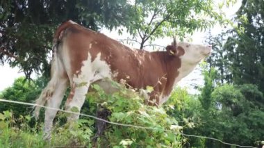 Bulutlu bir yaz gününde taze yeşil bir tarlada otlayan inek sürüsü.