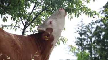 Bulutlu bir yaz gününde taze yeşil bir tarlada otlayan inek sürüsü.