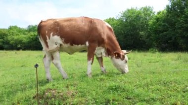 Bulutlu bir yaz gününde taze yeşil bir tarlada otlayan inek sürüsü.