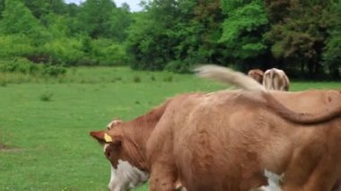 Bulutlu bir yaz gününde taze yeşil bir tarlada otlayan inek sürüsü.