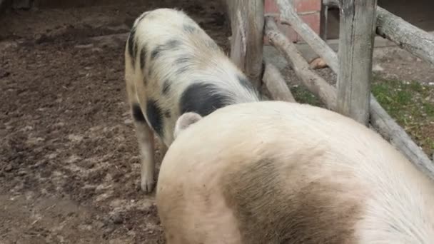 la vie des porcs dans une porcherie d'une ferme