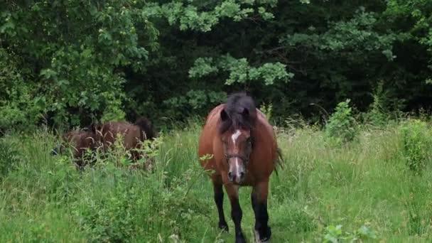 Des chevaux de pâturage gratuits errent en Croatie