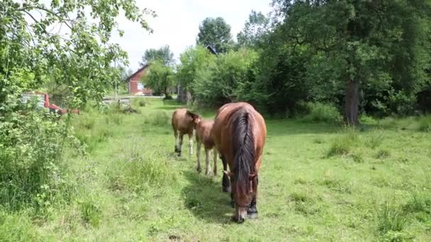 Des chevaux de pâturage gratuits errent en Croatie