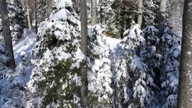 Ormanda kış atmosferinde hava manzarası