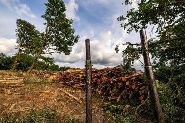 Bir sürü çam ağacı kütüğü.