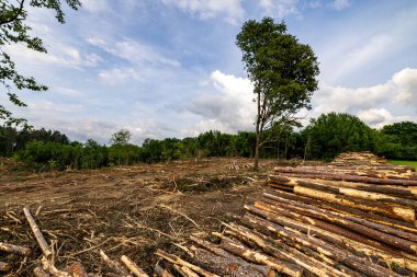 Bir sürü çam ağacı kütüğü.