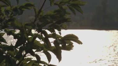  Gün batımında gölün kenarındaki çimenler rüzgarda esiyor, ağır çekimde. 