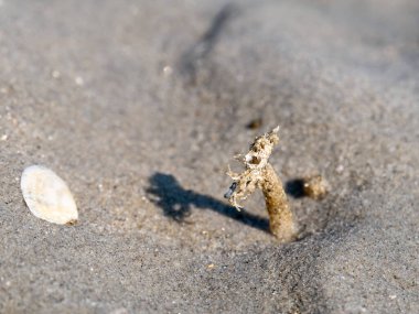 Kum solucanı, Lanice conchilega, çimento kaplı kum tanecikleri ve Waddensea, Hollanda 'lı kabuk parçaları.