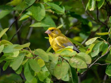 Yeşil ispinoz, Carduelis klorisi, Hollanda 'daki Amelanchier lamarckii ağacının dalına tünemiş yetişkin erkek.