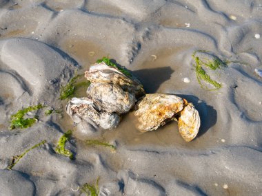 Japon ya da Pasifik istiridyeleri, Magallana gigabaları ve Hollanda, Waddensea 'nin alçak gelgitinde kumdaki deniz salataları.